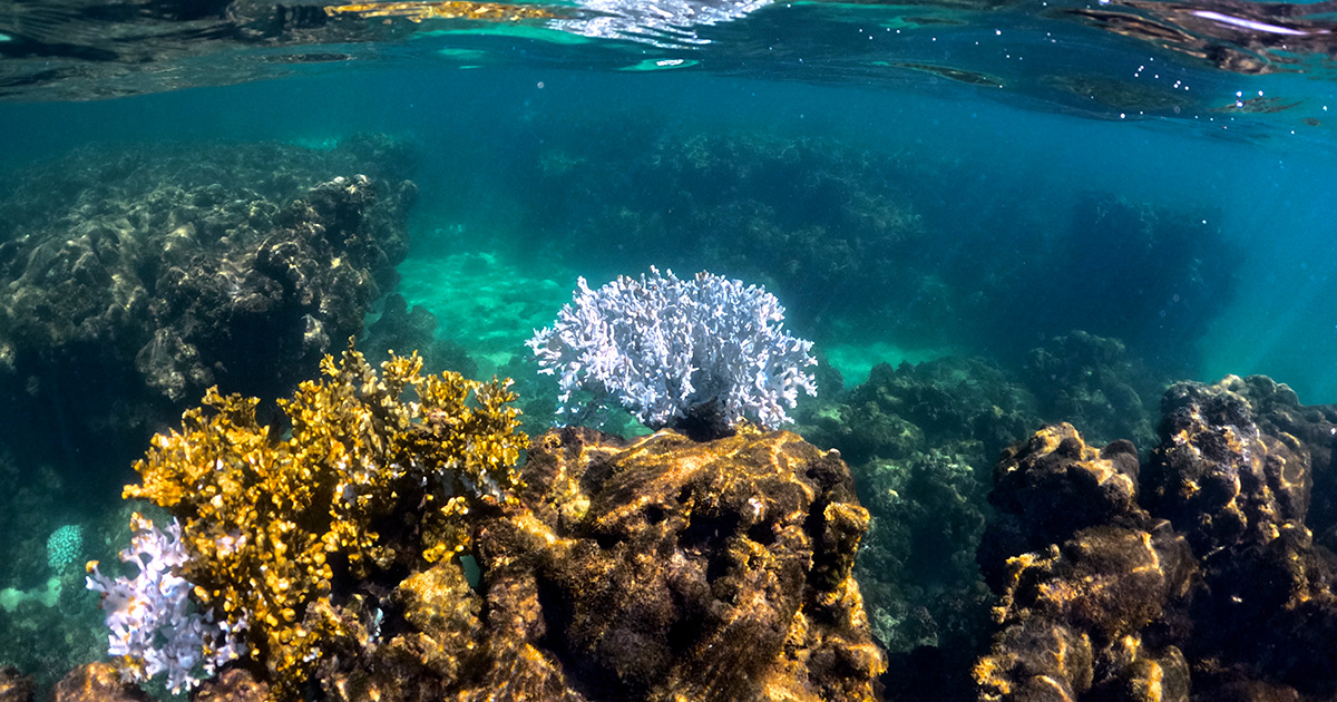 Corais branqueados na APA Costa dos Corais em Maragogi, no norte de Alagoas, no início de abril de 2024. As colônias no topo do recife são da espécie Millepora alcicornis, mais conhecida como coral-de-fogo. Foto: Herton Escobar/USP Imagens