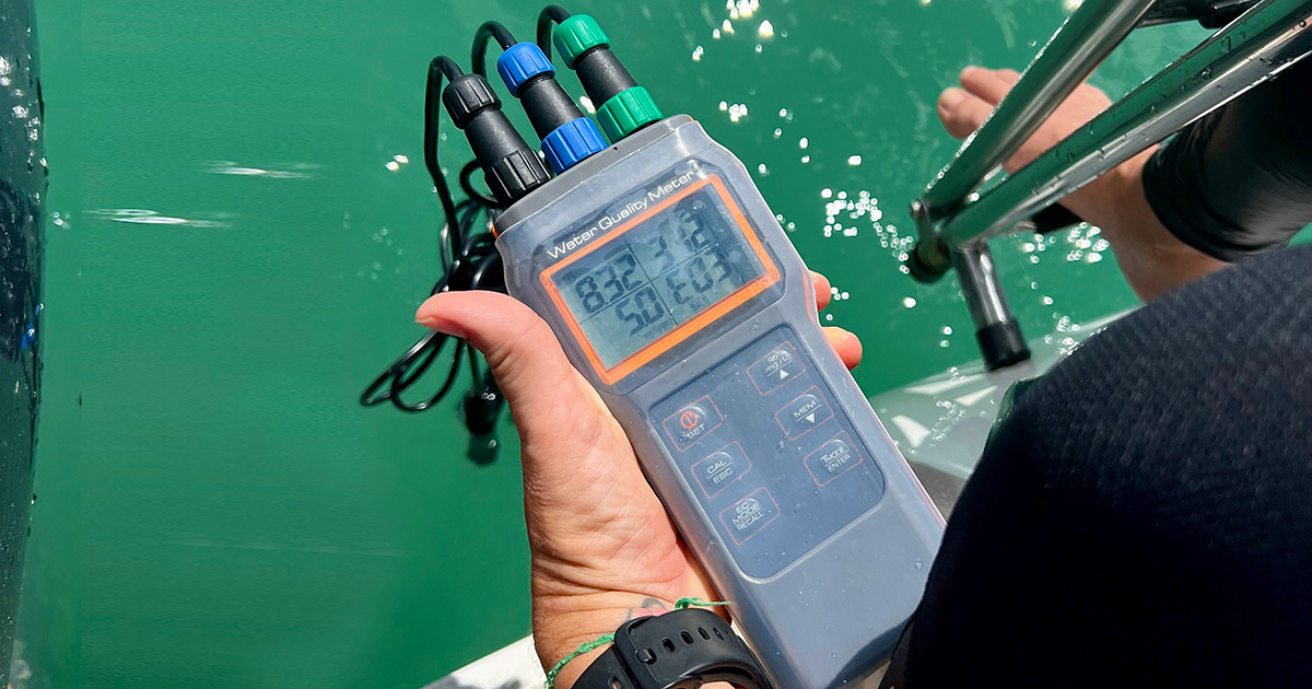 A professora Taciana Kramer, da UFAL - Penedo, mede a temperatura da água em Maragogi, durante um trabalho de campo para monitorar o branqueamento de corais, em abril de 2024. O termômetro registra mais de 31 C. FOTO: Herton Escobar / USP Imagens