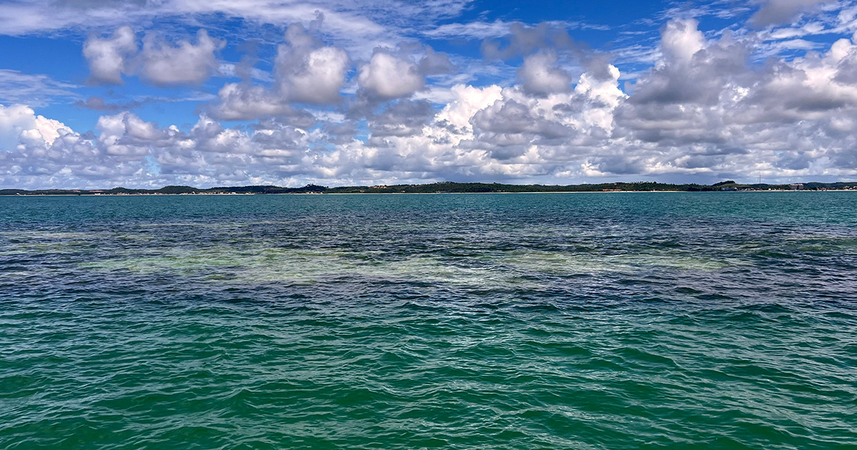 Recifes de coral em Maragogi, no norte da Alagoas, durante uma onda de calor no início de abril, 2024. A mancha branca no centro do recife indica a presença de corais branqueados. FOTO: Herton Escobar / USP Imagens