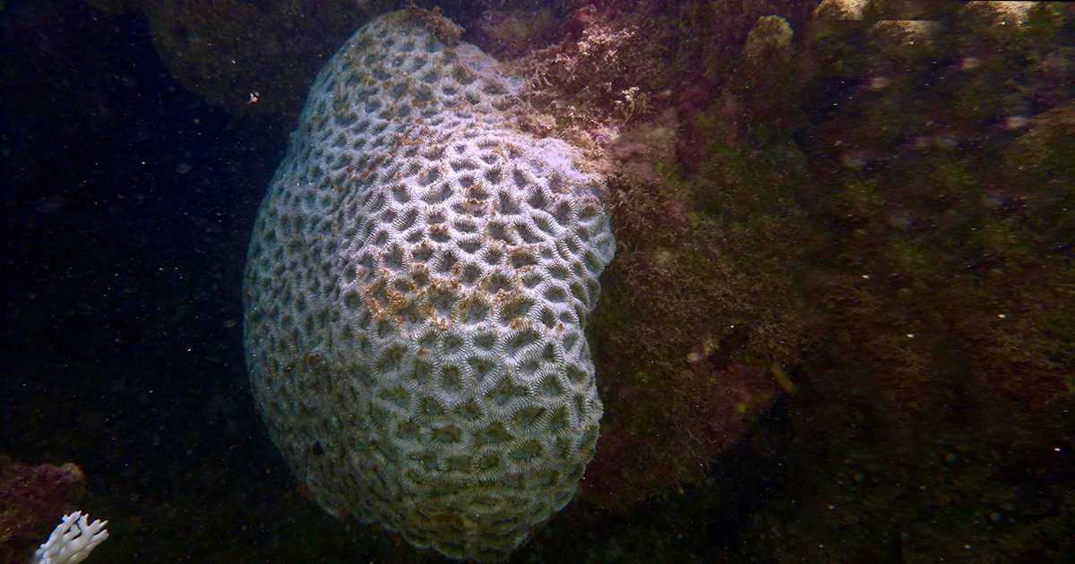Colônia de coral-cérebro (Mussismilia hispida) branqueada em Maragogi, no norte de Alagoas, em abril de 2024, durante onda de calor. Foto: Herton Escobar / USP Imagens