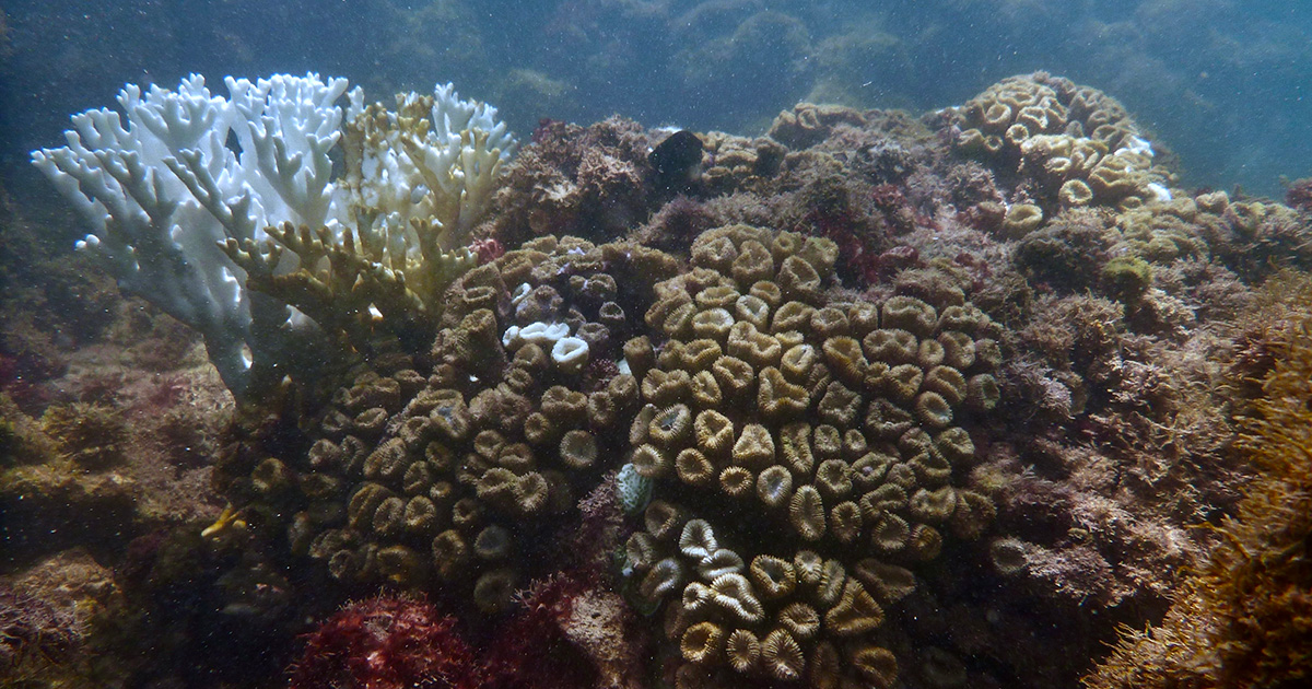 Corais branqueados em Maragogi (AL), em abril de 2024. As colônias brancas à esquerda são de coral-de-fogo (M. alcicornis) e à esquerda é possível ver vários pólipos de coral-cérebro (M. harttii) já mortos e cobertos por algas. Foto: Herton Escobar / USP Imagens