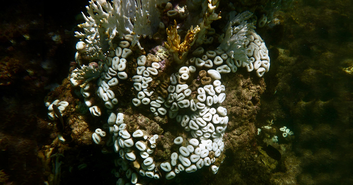 Corais branqueados em Maragogi (AL), em abril de 2024. As colônias no topo são de coral-de-fogo (M. alcicornis) e abaixo delas é possível ver vários pólipos de coral-cérebro (M. harttii) completamente branqueados. Foto: Herton Escobar / USP Imagens