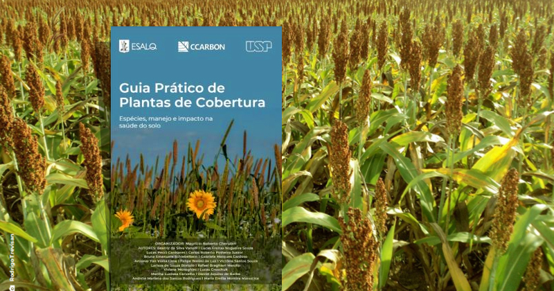 Plantação de milho e em sobreposição a capa do Guia Prático de Plantas de Cobertura, com uma foto de plantação de girassol, título e nomes dos autores