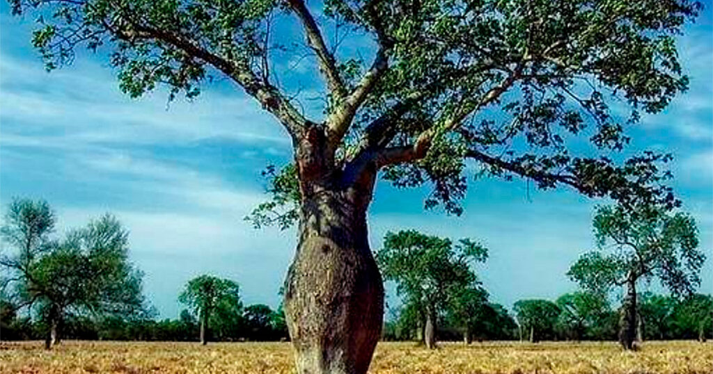 Vegetação inteligente e riqueza cultural: a Caatinga que é muito mais que seca e escassez