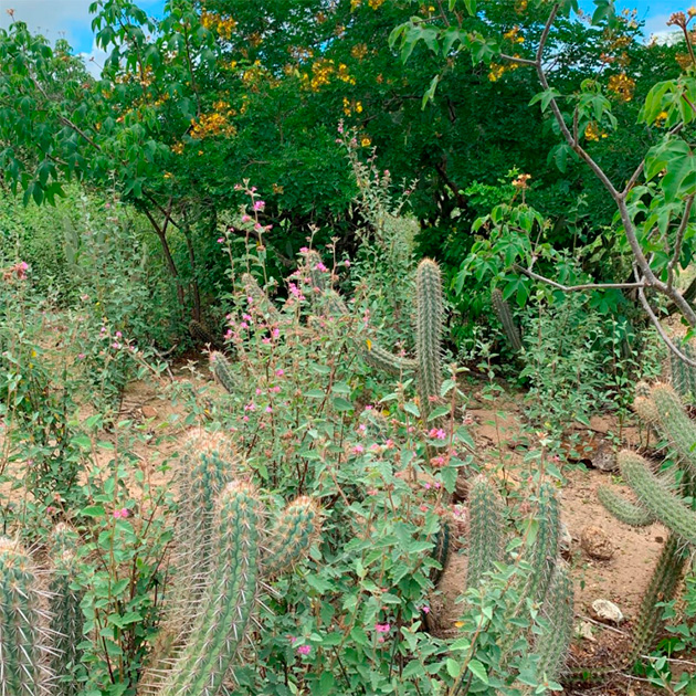 Árvores com flores amarelas, arbustos com flores rosa e cactos