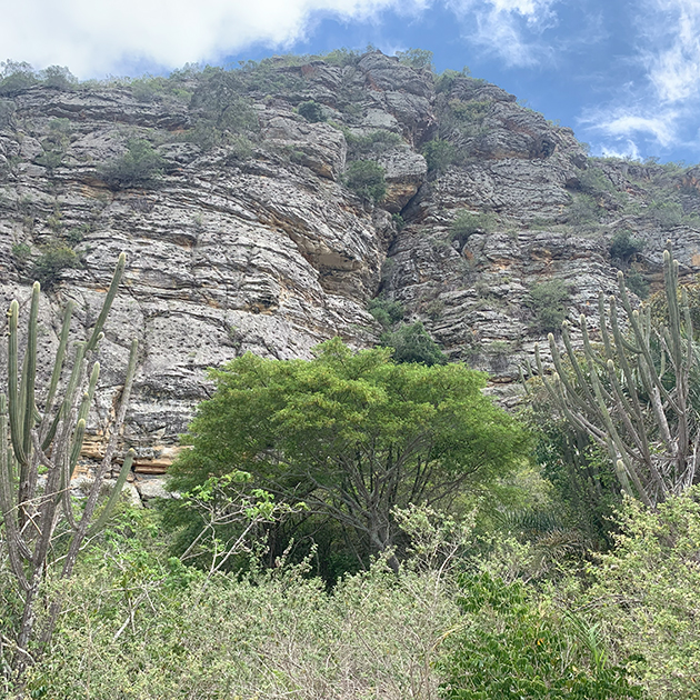 Paisagem com o céu azul, rocha da chapada ao fundo e arbustos e cactos à frente