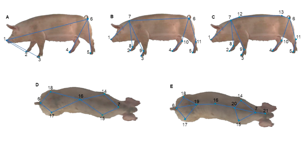 foto de cinco porcas com setas que Identificam os pontos chaves nas vistas lateral e dorsal das porcas, formando um esqueleto virtual para identificar se ocorre a claudicação na locomoção dos animais