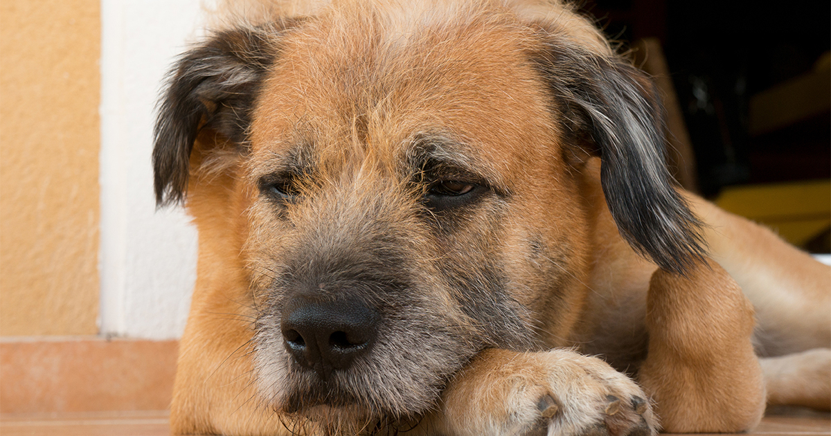 Cão com semblante triste