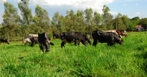 Altas temperaturas afetam o organismo de bovinos e diminuem a produção no campo