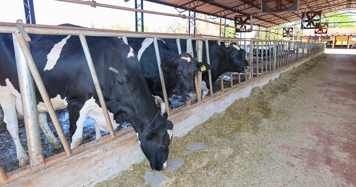 Vacas em baias, uma delas, preta, com a cabeça para fora, em um corredor com folhagens. O espaço é coberto com telhado e enormes ventiladores. 