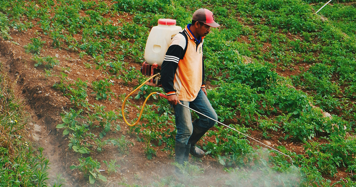 Imagem de um trabalhador do campo injetando agrotóxico numa plantação de hortaliças