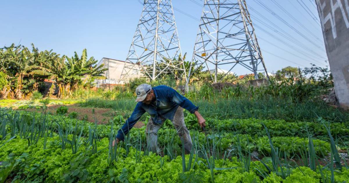 Fotografia mostra um pequeno agricultor cuidando de sua horta na cidade, ao fundo duas torres de transmissão de energia