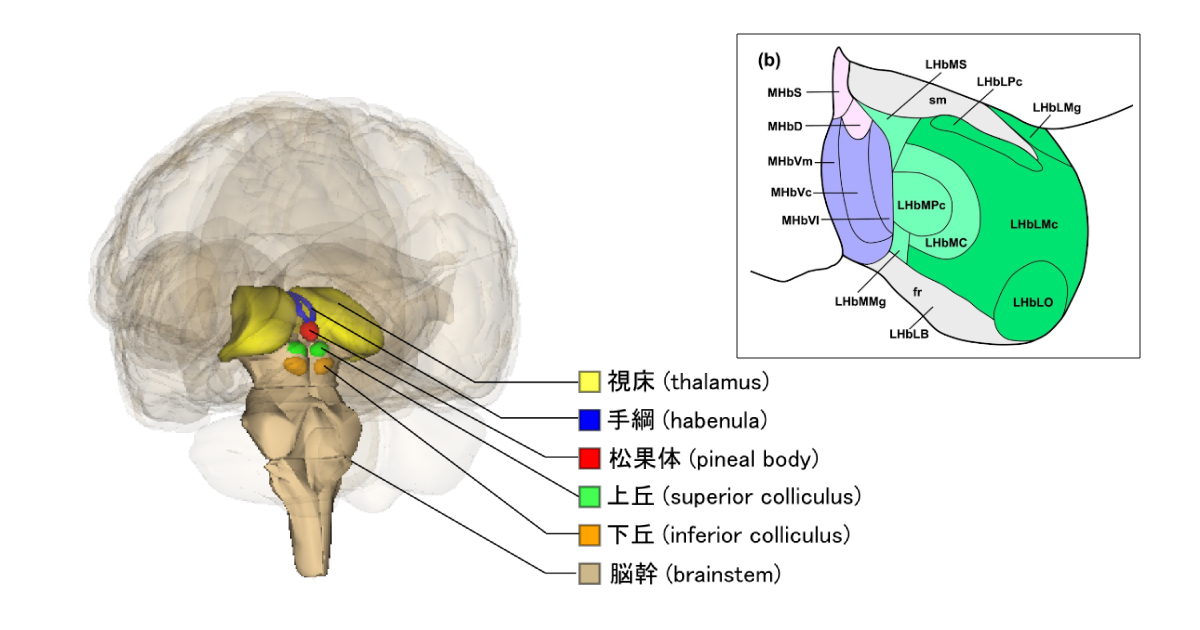 Imagem ilustrativa mostra a parte posterior do tronco cerebral é tálamo, onde está localizada a habênula.