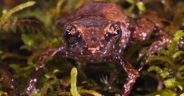 Sapo de cor avermelhada na floresta amazônica