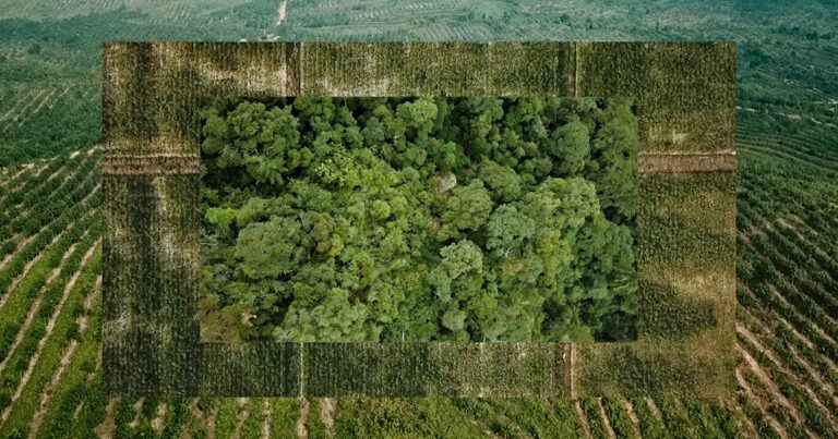 Na imagem aparecem várias árvores verdes no centro com uma moldura e nas laterais imagem de plantações