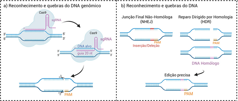 imagem ilustra dois processos relacionados ao reconhecimento e quebra do DNA genômico usando a técnica CRISPR-Cas9