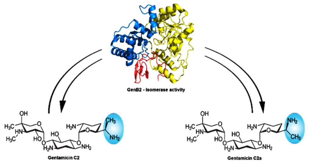imagem mostra como a gentamicina C2a é formada por meio da enzima GenB2. Embaixo, à esquerda, está a fórmula química da gentamicina C2. Ao meio, mais acima, está a representação da proteína G2B. À direita, a fórmula química da gentamicina C2a