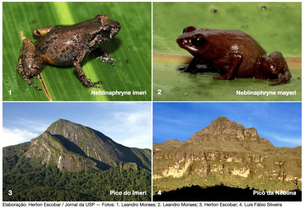 Mosaico de imagens comparando as duas espécies de sapo do gênero Neblinaphryne descritas por pesquisadores da USP, e as montanhas que simbolizam os ambientes onde cada espécie vive: os maciços da Serra do Imeri e do Pico da Neblina, no norte da Amazônia.