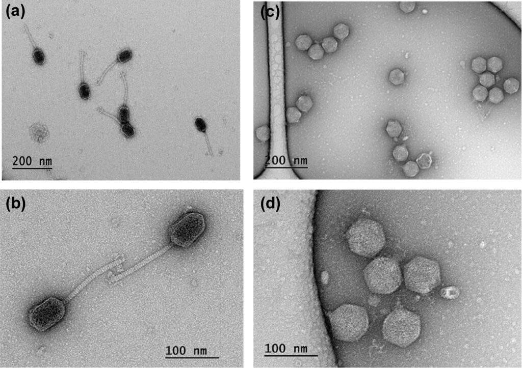 Micrografias de transmissão eletrônica de partículas purificadas dos fagos ZC01 e ZC03 - Imagem Reprodução do artigo