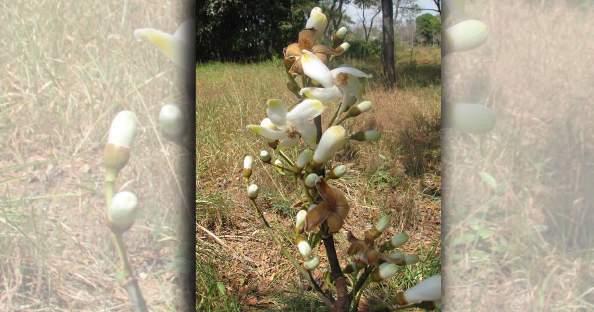 Descoberta no Cerrado mineiro, nova espécie de árvore tem frutos brancos e folhas “peludas”