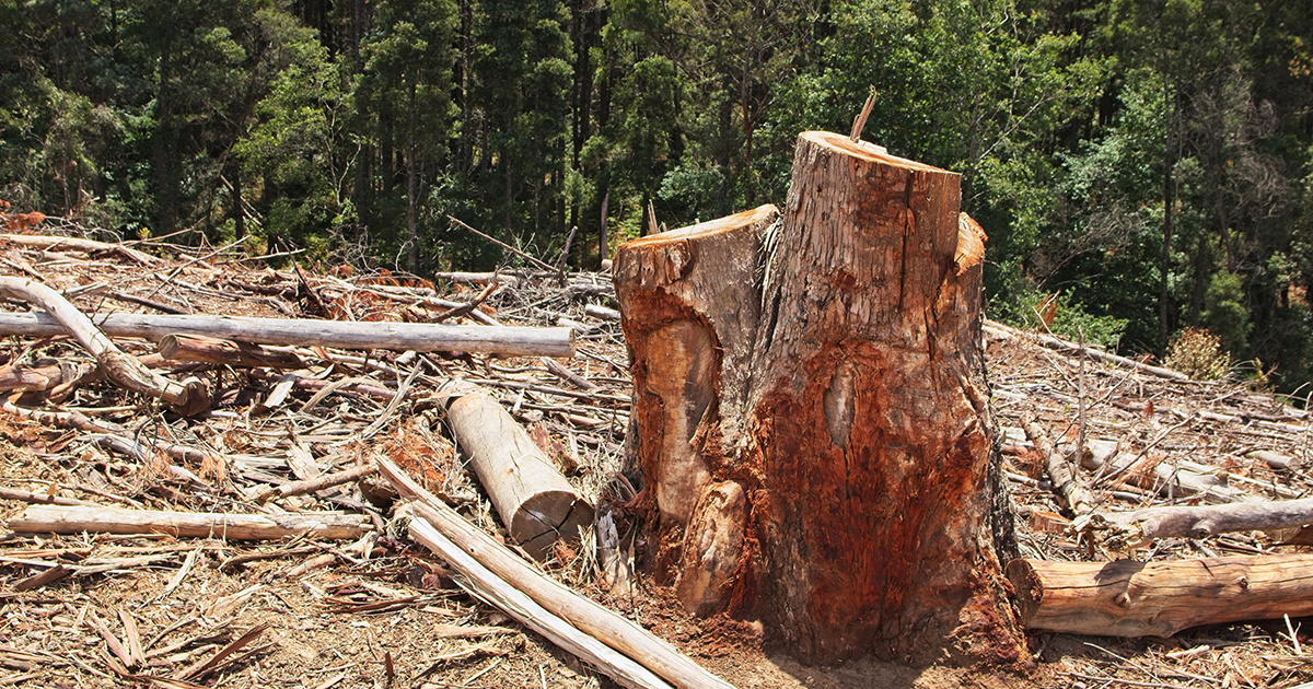 Foto de um toco de árvore em área desmatada no meio da floresta