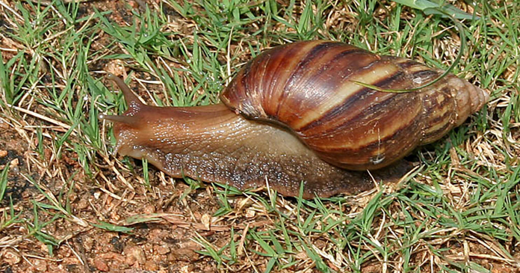 Imagem de um caramujo africano gigante