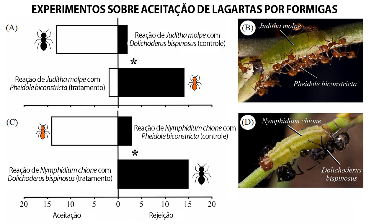 Gráfico com graus de de aceitação e rejeição entre formigas e lagartas. À direita foto das formigas e lagartas interagindo sobre as plantas