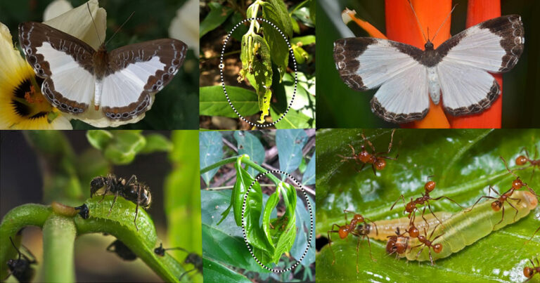 Montagem com seis fotos de borboletas, lagartas e formigas na superfície de plantas