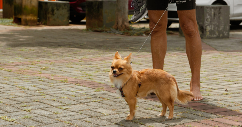 Visitantes do campus da USP no Butantã devem seguir regras para passeios com cães