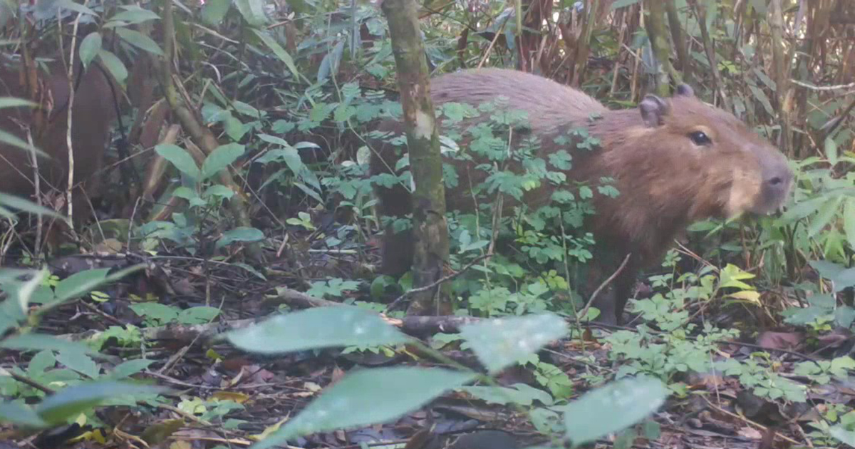 Foto de uma capivara de pequeno porte atrás do tronco de uma árvore em local de mata