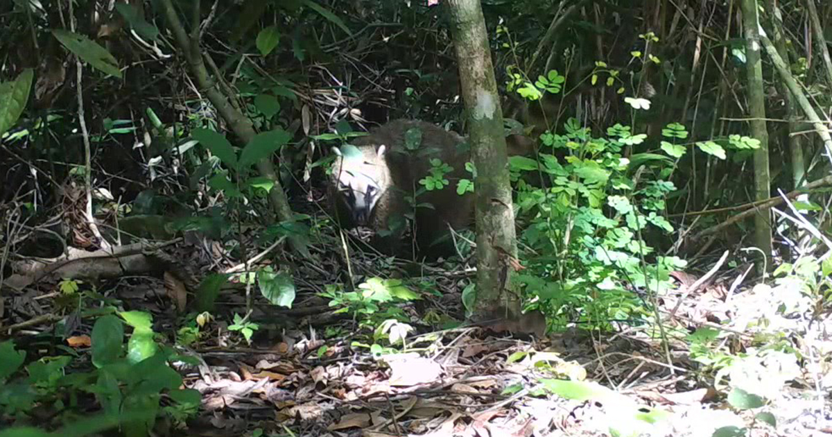 Foto de um pequeno pedaço de floresta com um enquadramento de um quati com a mata o cobrindo