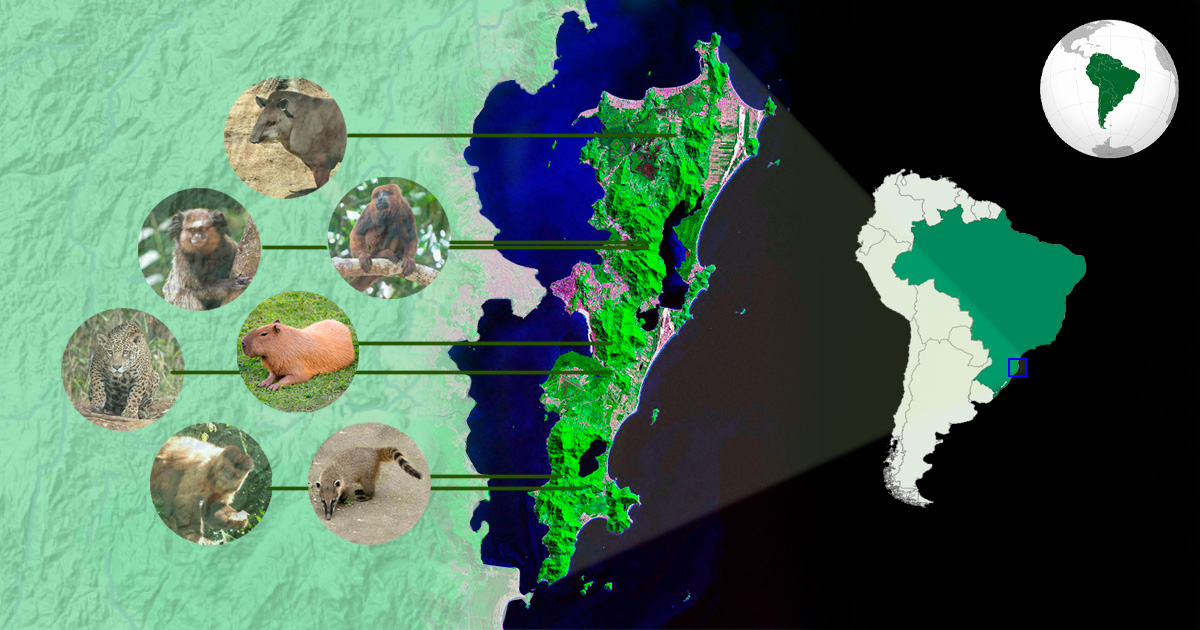 Imagem de Ilha de Santa Catarina vista de satélite ressaltando o formato estreito da região insular e o verde marcante da área florestada