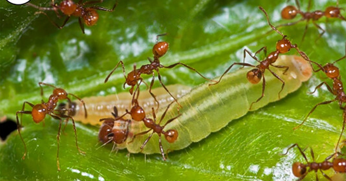 A imagem mostra formigas vermelhas sobre lagarta verde em uma folha