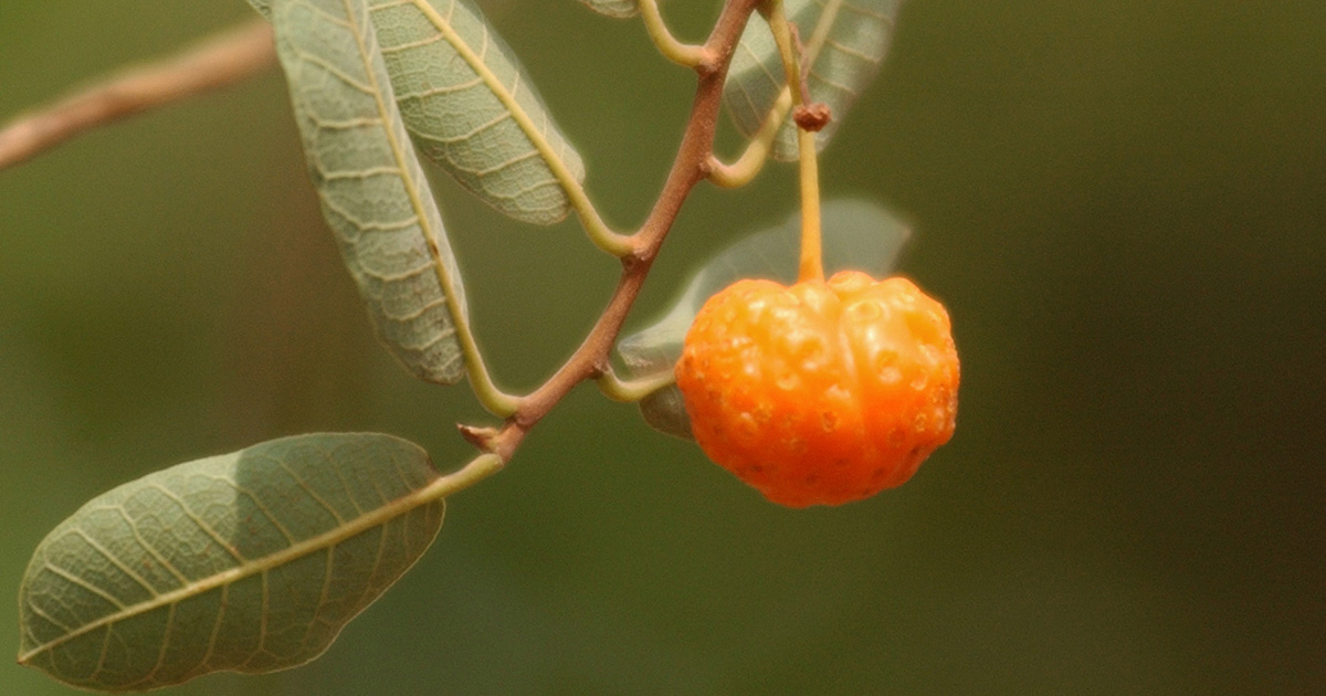 “Chicletinho do Cerrado”: Pouco conhecida, fruta mama-cadela é rica em pró-vitamina A​