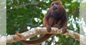 Foto de um macaco com pelagem avermelhada sobre um tronco de árvore em ambiente de mata brasileira. Sua longa cauda dá uma volta em torno do galho