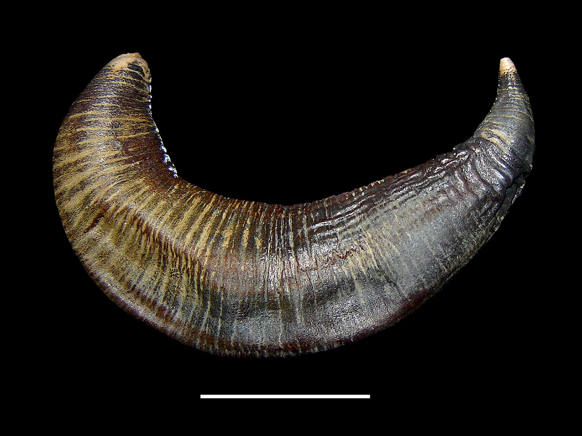 animais-marinhos-ingerem-microplastico-na-antartida-desde-os-anos-1980-segundo-estudo