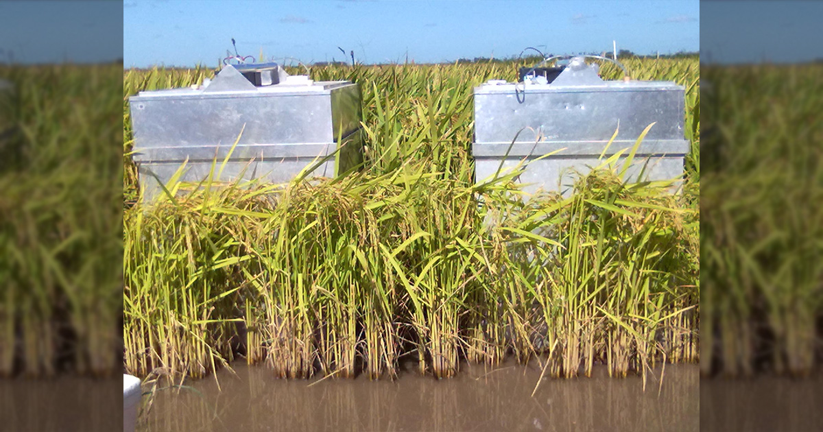 Plantação de arroz em campo alagado e duas caixas metálicas