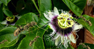 Planta do maracujá, folhas verde escuras e flor com pétalas brancas, centro lilás e topo amarelo; formigas marrons em tamanho aumentado andam pela planta