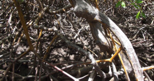 Solo do mangue e raízes aéreas que sustentam da vegetação