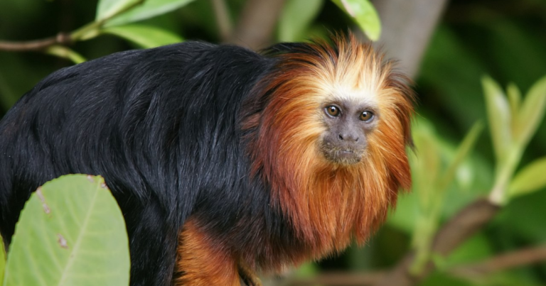 Mico-leão-da-cara-dourada no Zoológico de Chester, Reino Unido