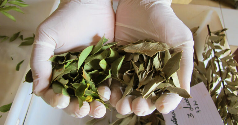 Duas mãos com luva cirúrgica segurando folhas de plantas e abaixo um papel com anotações