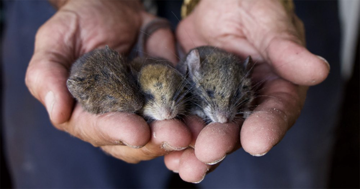 Foto mostra duas mãos segurando três ratinhos em um fundo azul