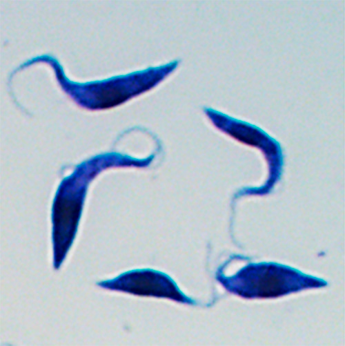 Parasitas achatados e com cauda fina coloridos de azul