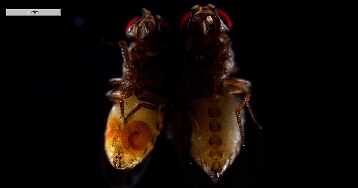 Duas pequenas moscas amarelas mortas com o abdome para cima