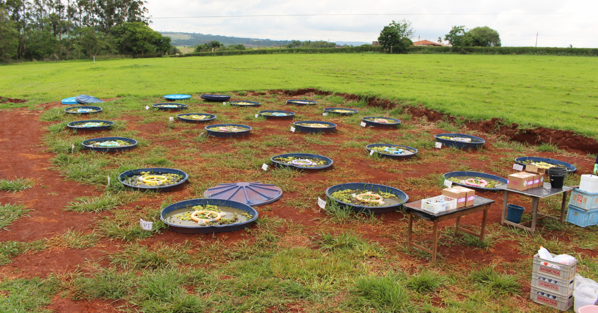 Imagem de vários tanques de águas instalados em uma área rural para monitoramento da qualidade da água e dos macroinvertebrados que vivem no ambiente aquático