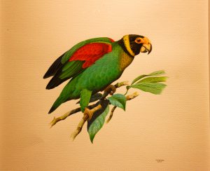 Aves brasileiras são tema de exposição do Museu de Zoologia