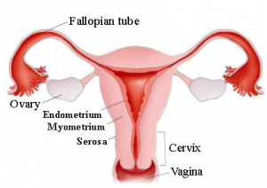 Endometriose afeta 10% das mulheres