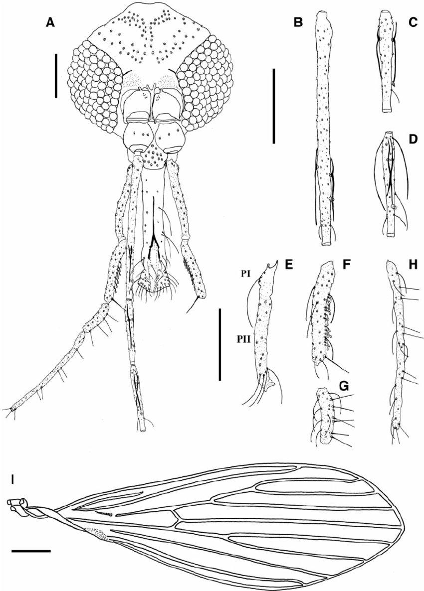 Fig. 1. Male holotype of Psathyromyia baratai sp. n. Sa ́ bio, Andrade & Galati. ( A ) Head. (B ) Flagellomere I. ( C ) Flagellomere II. ( D ) Flagellomere III. (E ) Palpus I and II. ( F ) Palpus III. ( G ) Palpus IV. ( H ) Palpus V. (Scale bar: 100 m m). (I ) Wing of the male paratype (Scale bar: 200 m m). 