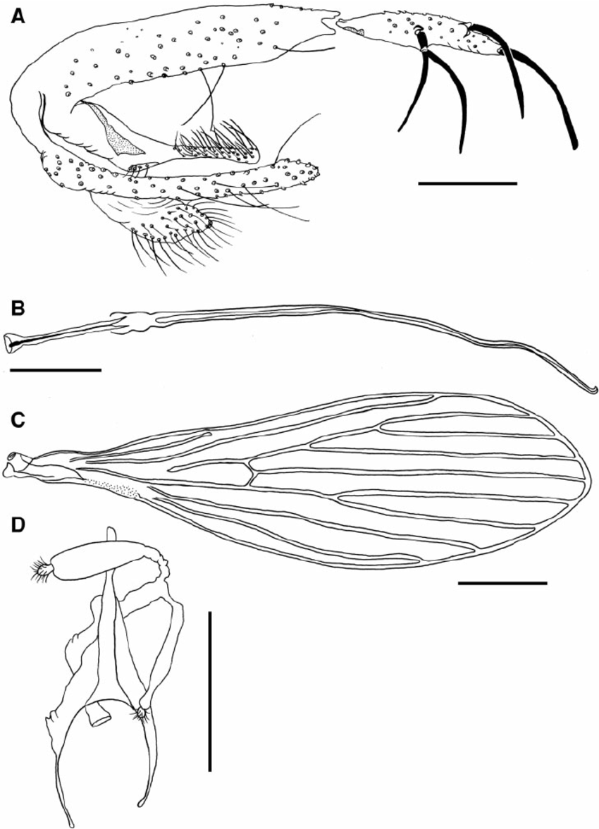 Fig. 2. Psathyromyia baratai sp. n. Sa ́ bio, Andrade & Galati. ( A ) Terminalia of the male holotype. ( B ) Genital filaments of the male holotype (Scale bar: 100 m m). ( C ) Wing of the female paratype (Scale bar: 200 m m). ( D ) Spermathecae of the female paratype (Scale bar: 100 m m). 