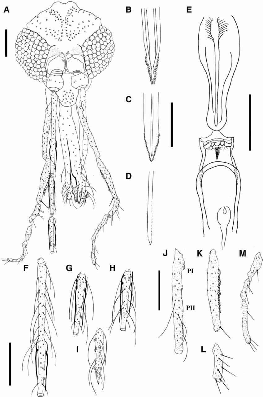 Fig. 3. Female paratype of Psathyromyia baratai sp. n. Sa ́ bio, Andrade & Galati. ( A ) Head. ( B ) Labrum–epipharynx. ( C ) Apical region of hypopharynx. (D ) Apical region of lacinia of the maxilla. ( E ) Cibarium. ( F ) Flagellomere I. ( G ) Flagellomere II. ( H ) Flagellomere III. ( I ) Flagellomere XIII and XIV. (J ) Palpus I and II. ( K ) Palpus III. ( L ) Palpus IV. ( M ) Palpus V. (Scale bar: 100 m m). 